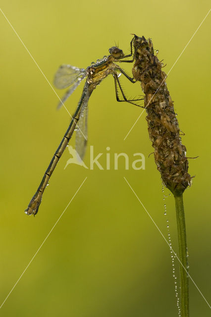 Gewone pantserjuffer (Lestes sponsa)