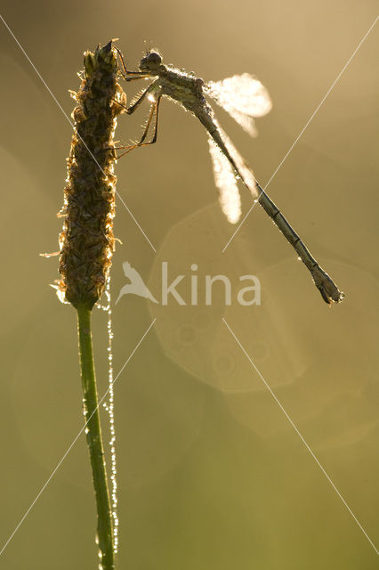 Gewone pantserjuffer (Lestes sponsa)