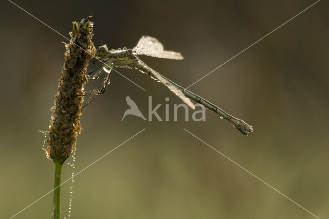 Gewone pantserjuffer (Lestes sponsa)