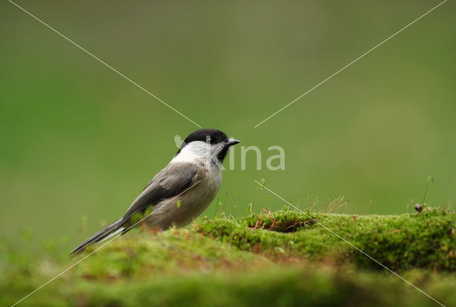 Marsh Tit (Parus palustris)