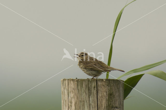 Meadow Pipit (Anthus pratensis)