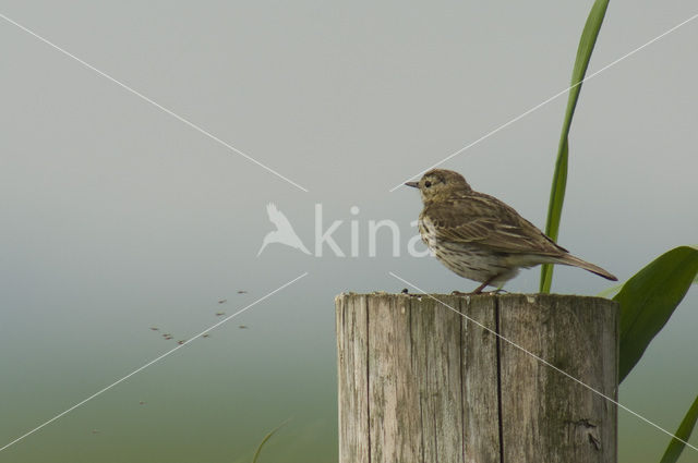 Graspieper (Anthus pratensis)