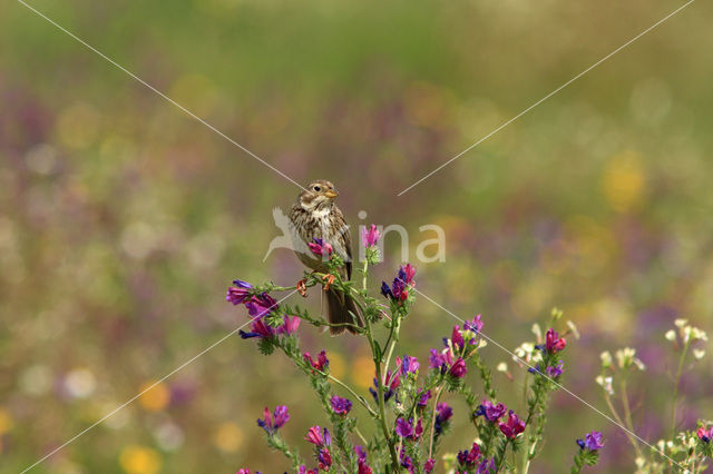 Corn Bunting (Miliaria calandra)