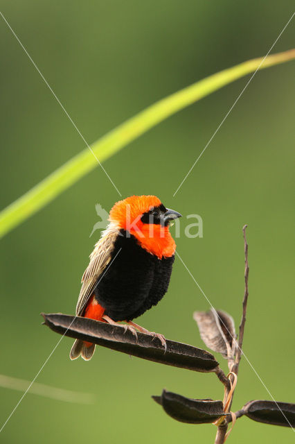 Red bishop (Euplectes orix)