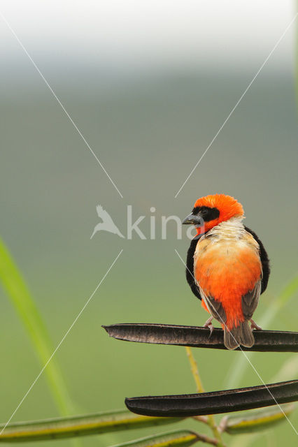 Red bishop (Euplectes orix)