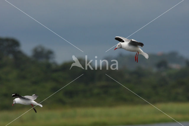 Grey-headed Gull (Larus cirrocephalus)