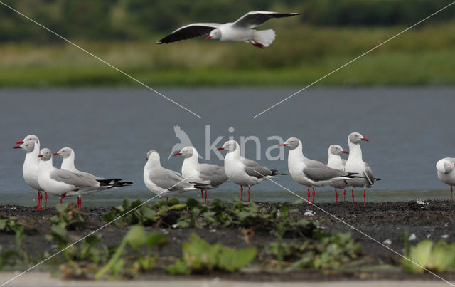 Grijskopmeeuw (Larus cirrocephalus)
