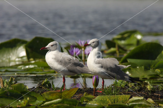 Grey-headed Gull (Larus cirrocephalus)