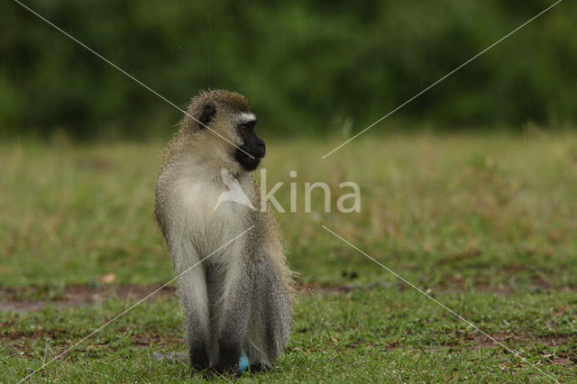 vervet monkey (Cercopithecus aethiops)