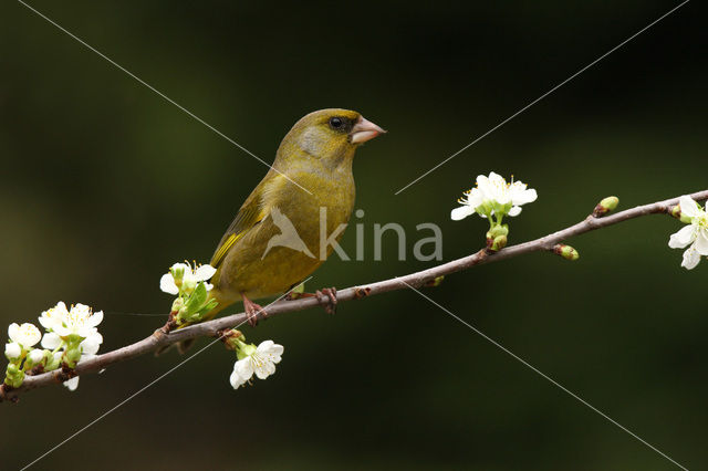 Groenling (Carduelis chloris)