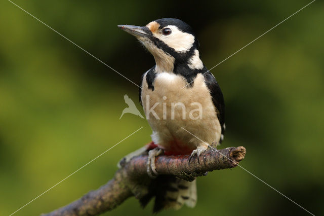 Great Spotted Woodpecker (Dendrocopos major)