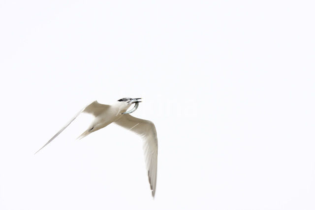 Sandwich Tern (Sterna sandvicensis)