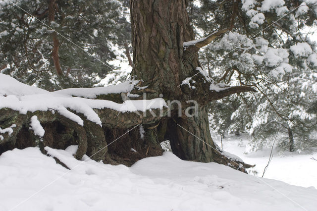 Grove den (Pinus sylvestris)