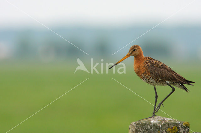 Black-tailed Godwit (Limosa limosa)