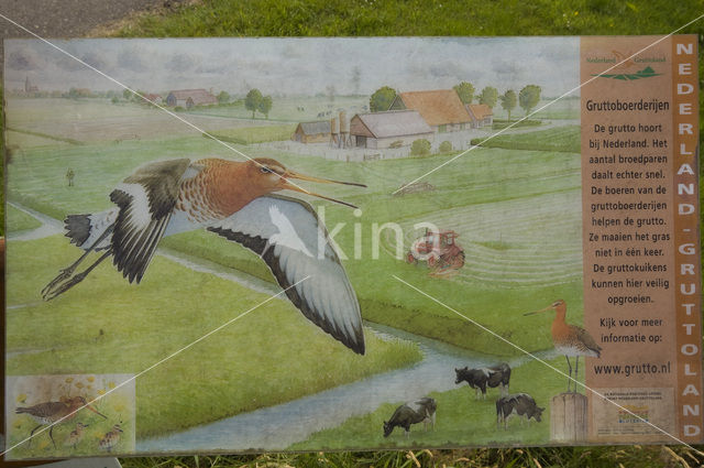 Black-tailed Godwit (Limosa limosa)