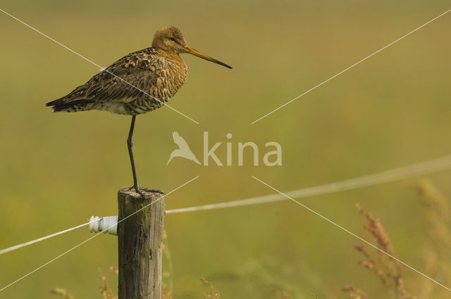 Grutto (Limosa limosa)