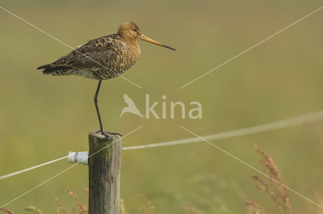 Black-tailed Godwit (Limosa limosa)