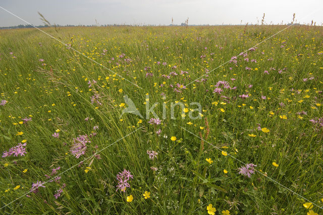 Haanmeer