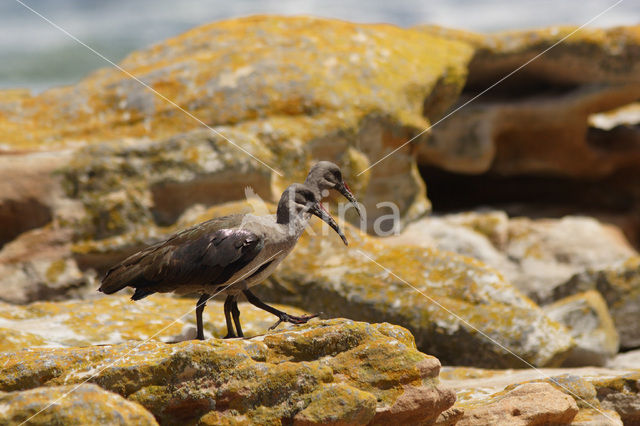 Hadada Ibis (Bostrychia hagedash)