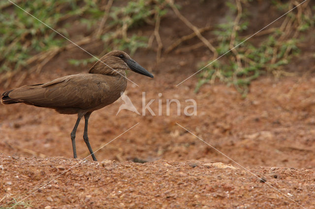 Hamerkop (Scopus umbretta)