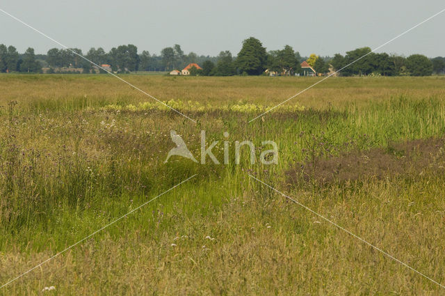 Haulerpolder