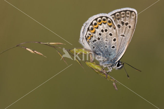 Silver Studded Blue (Plebejus argus)