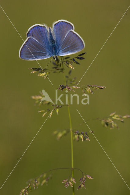 Silver Studded Blue (Plebejus argus)