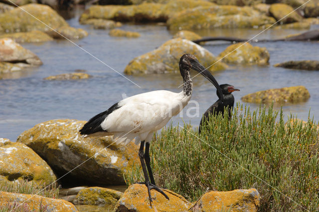 Heilige Ibis (Threskiornis aethiopicus)