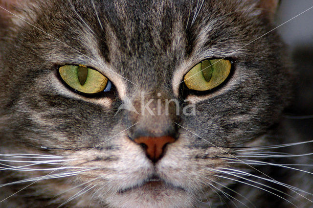 Domestic Cat (Felis domesticus