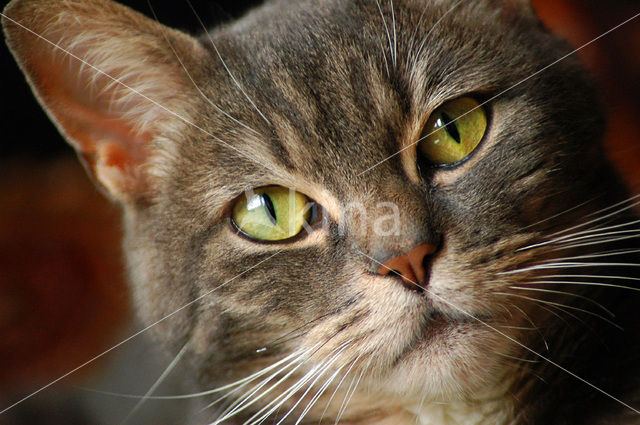 Domestic Cat (Felis domesticus