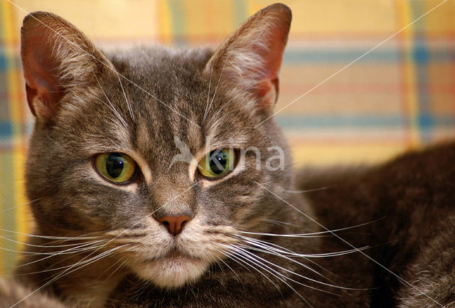 Domestic Cat (Felis domesticus