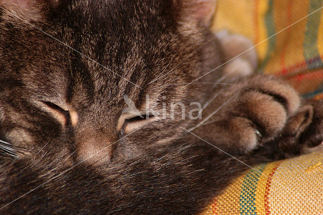 Domestic Cat (Felis domesticus