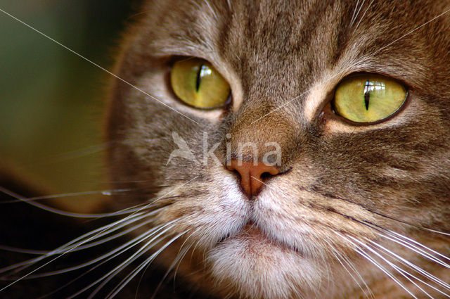 Domestic Cat (Felis domesticus