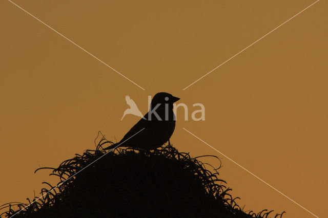 Huismus (Passer domesticus)