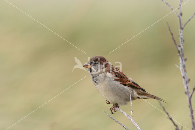 Huismus (Passer domesticus)