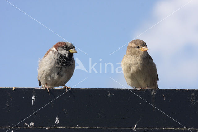 Huismus (Passer domesticus)