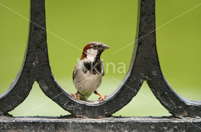 Huismus (Passer domesticus)