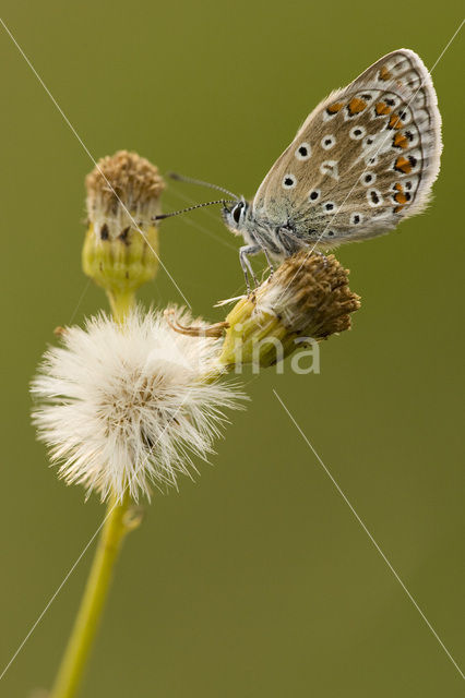 Common Blue (Polyommatus icarus)