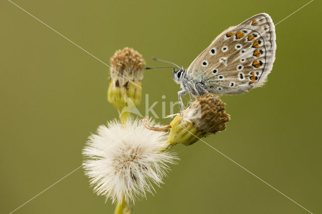 Icarusblauwtje (Polyommatus icarus)