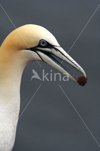 Northern Gannet (Morus bassanus)