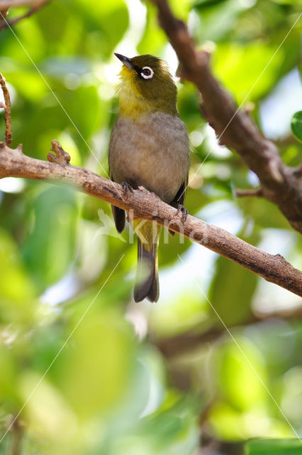 Kaapse Brilvogel (Zosterops capensis)