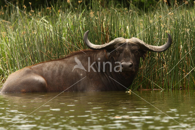 Kaapse buffel (Syncerus caffer)