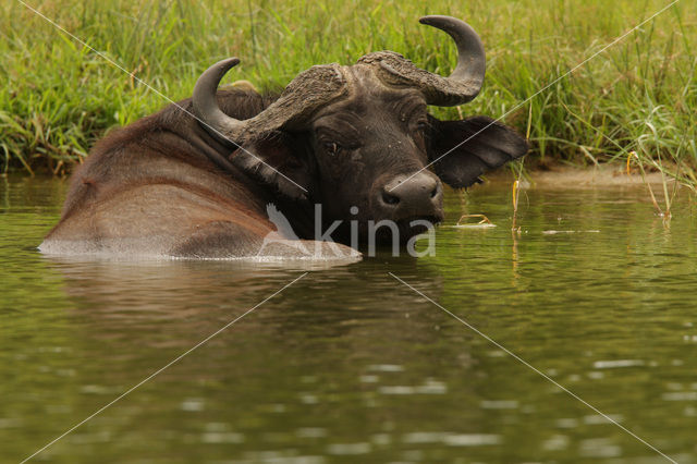 Cape buffalo (Syncerus caffer)