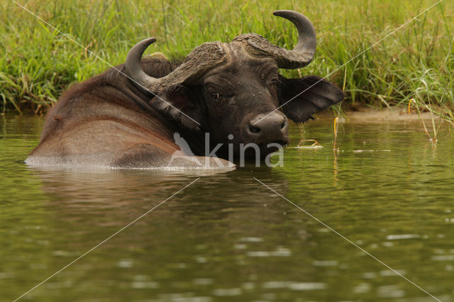 Kaapse buffel (Syncerus caffer)