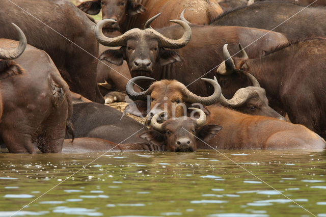 Kaapse buffel (Syncerus caffer)