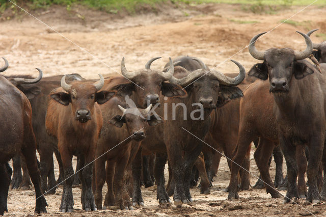 Kaapse buffel (Syncerus caffer)