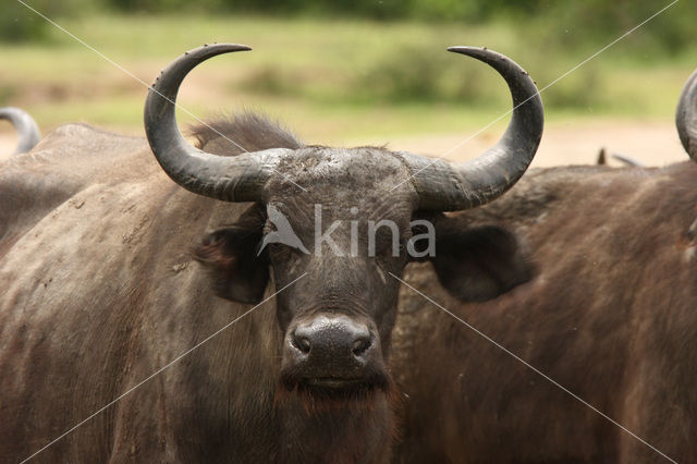 Kaapse buffel (Syncerus caffer)