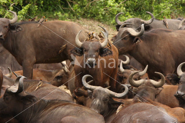 Kaapse buffel (Syncerus caffer)