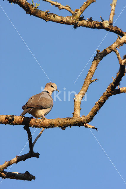 Ring-necked Dove (Streptopelia capicola)