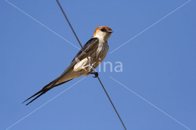 Greater Striped-Swallow (Hirundo cucullata)